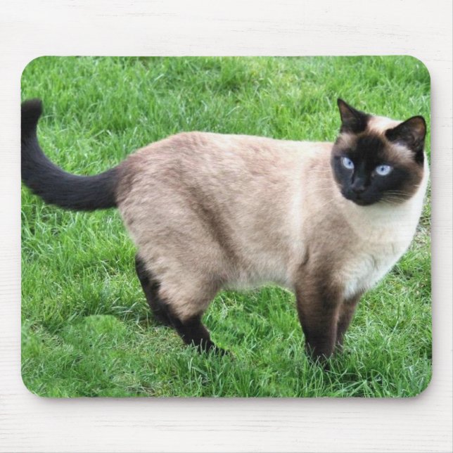 SIAMESE BEAUTY MUSMATTA (Framsidan)