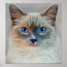 Siamese Cat-Blue Ögon Poster