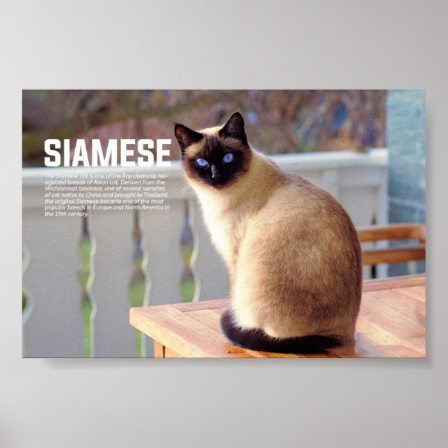 Siamese Cat Breed Poster (Framsidan)
