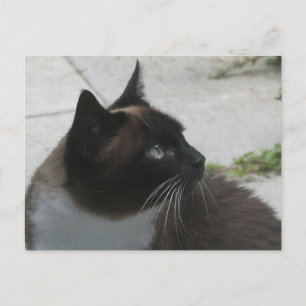 Siamese Cat Close DIY Postcard Helg Vykort