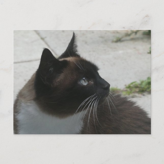 Siamese Cat Close DIY Postcard Helg Vykort (Framsida)