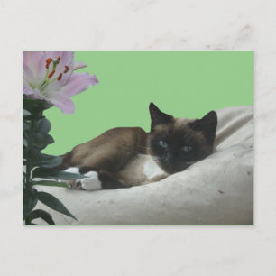 Siamese Cat Close DIY Postcard Vykort
