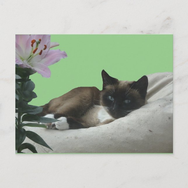Siamese Cat Close DIY Postcard Vykort (Framsida)