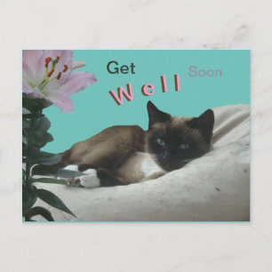 Siamese Cat Close Get well Soon Postcard Vykort