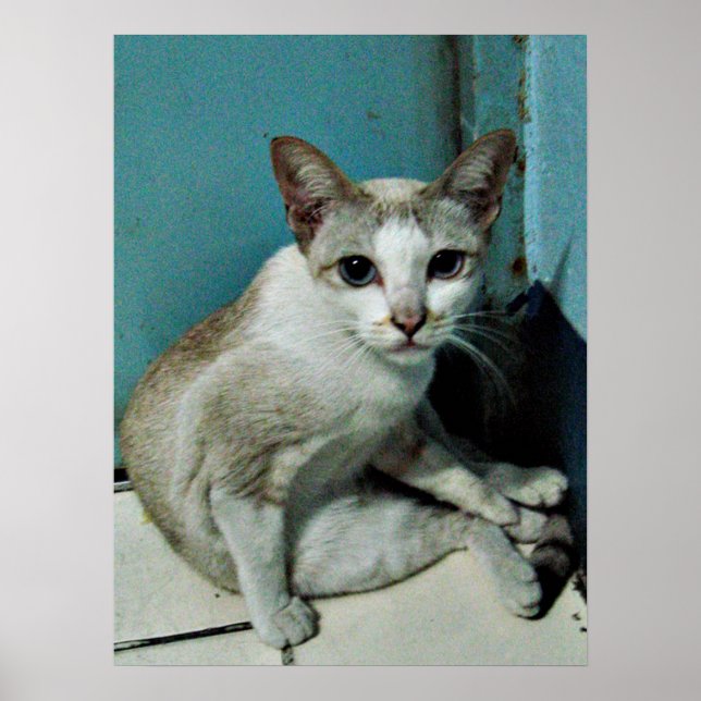Siamese Cat Friend Poster (Framsidan)