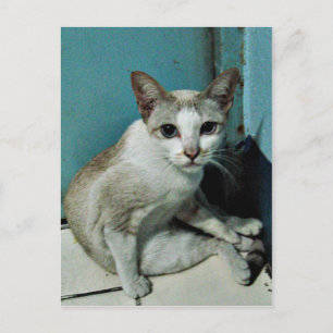 Siamese Cat Friend Vykort