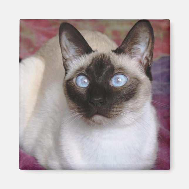 SIAMESE CAT MAGNET (Framsidan)