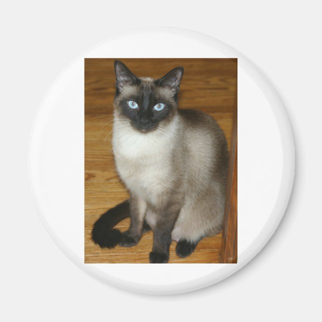 Siamese Cat Magnet (Framsidan)