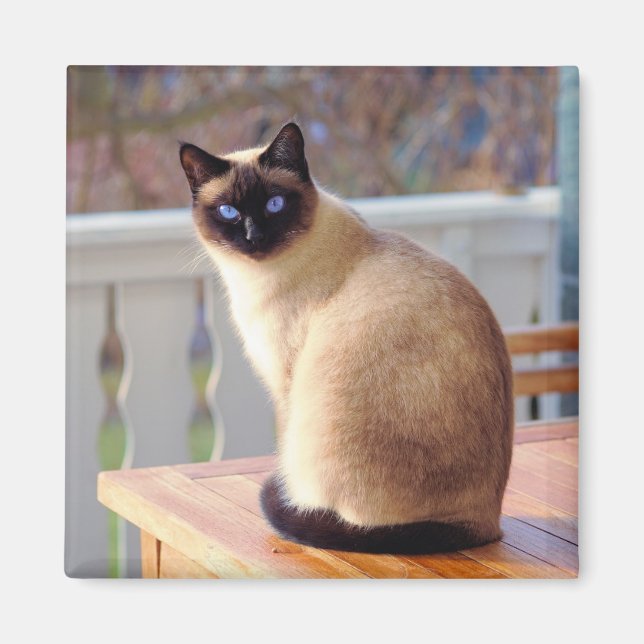 Siamese Cat Magnet (Framsidan)