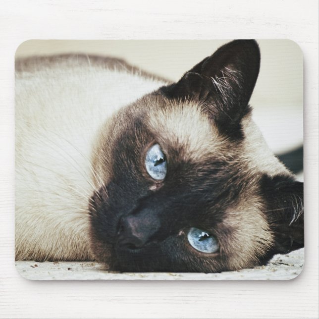 Siamese Cat Musmatta (Framsidan)