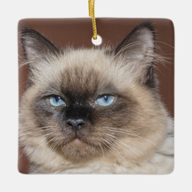 Siamese cat porcelain ornament (Framsida)