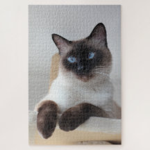Siamese Cat Porträtt
