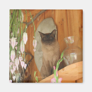 Siamese Cat PosAnimal Photography Magnet #1
