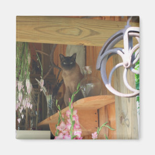 Siamese Cat PosAnimal Photography Magnet #2