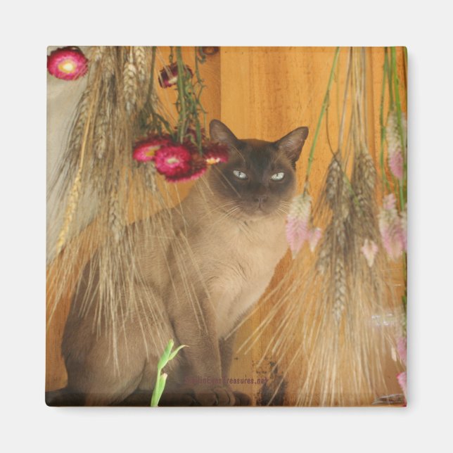 Siamese Cat PosAnimal Photography Magnet #3 (Framsidan)