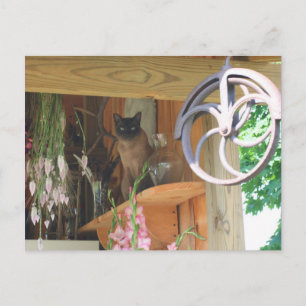Siamese Cat PosAnimal Photography Postcard #2 Vykort