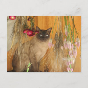 Siamese Cat PosAnimal Photography Postcard #3 Vykort