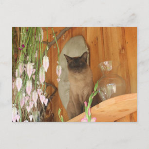Siamese Cat Posing #1 Animal Vykort