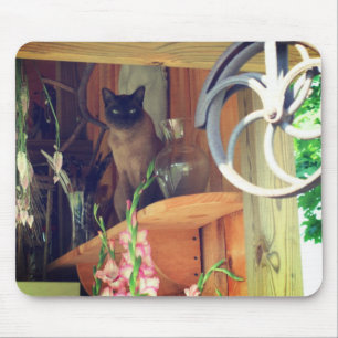 Siamese Cat Posing #2 Musmatta