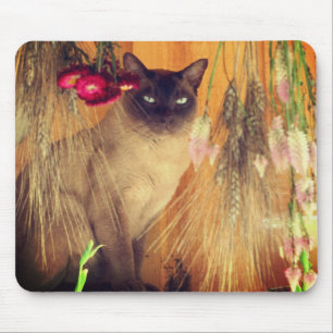Siamese Cat Posing #3 Animal Musmatta