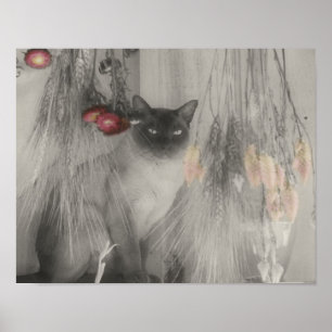 Siamese Cat Posing Partial Färg Poster