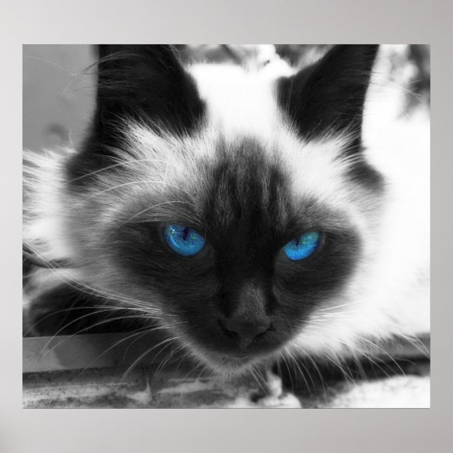 Siamese Cat Poster (Framsidan)
