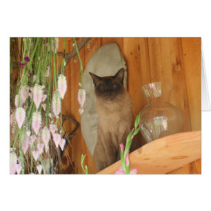 Siamese Cat Postography Card #1 OBS Kort