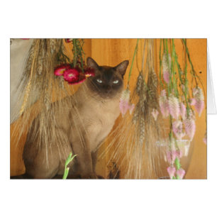 Siamese Cat Postography Card nr 3 OBS Kort