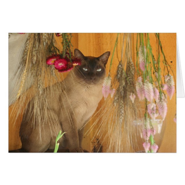 Siamese Cat Postography Card nr 3 OBS Kort (Framsidan Horizontal)