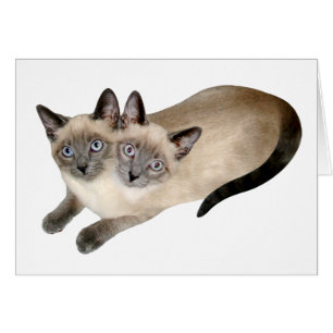 Siamese Cat Twillingars Hälsningskort
