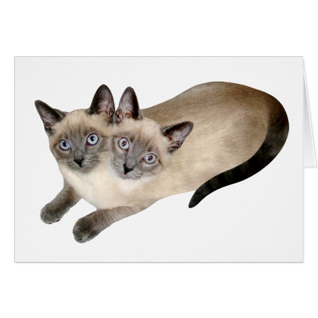 Siamese Cat Twillingars Hälsningskort (Framsidan Horizontal)