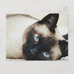 Siamese Cat Vykort