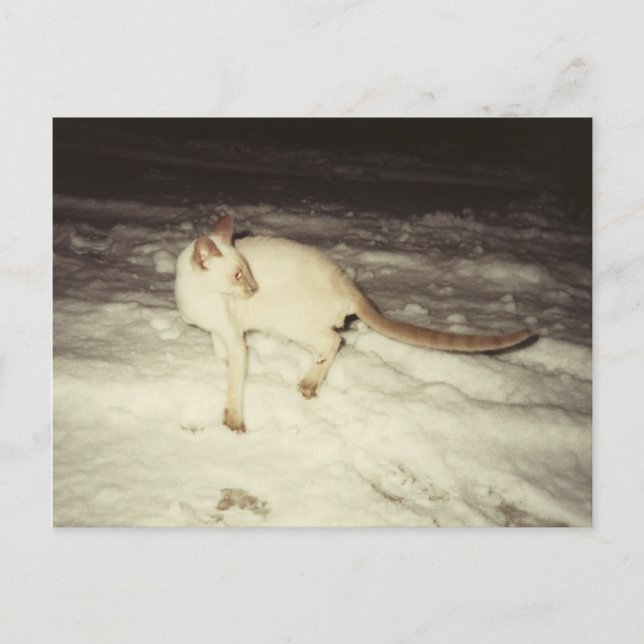 Siamese Cat vykort (Framsida)