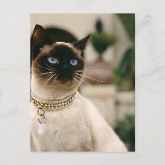 Siamese Cat Vykort