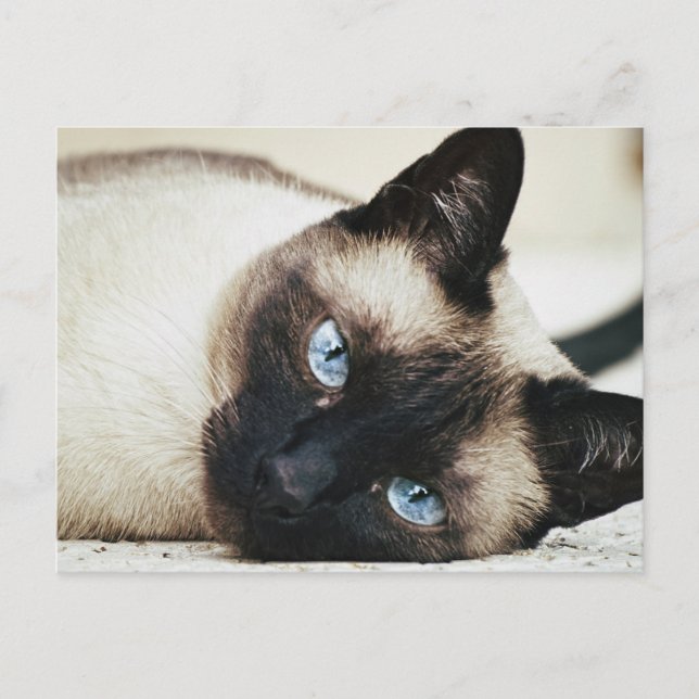 Siamese Cat Vykort (Framsida)