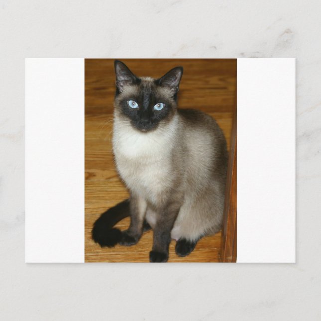 Siamese Cat Vykort (Framsida)