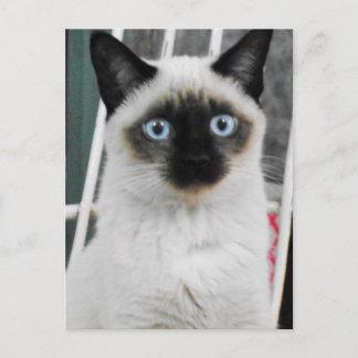 Siamese Cat Vykort