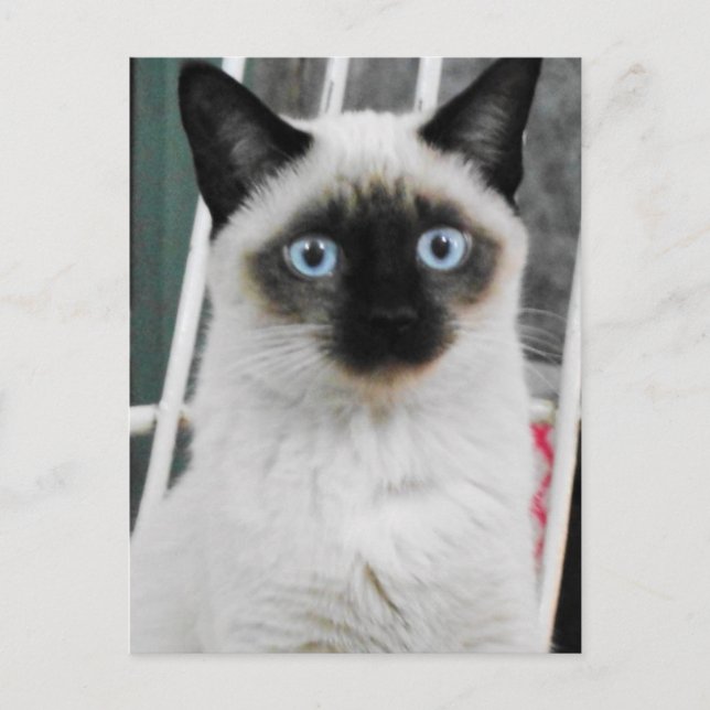 Siamese Cat Vykort (Framsida)