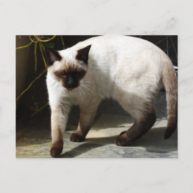 Siamese Cat Vykort (Framsida)