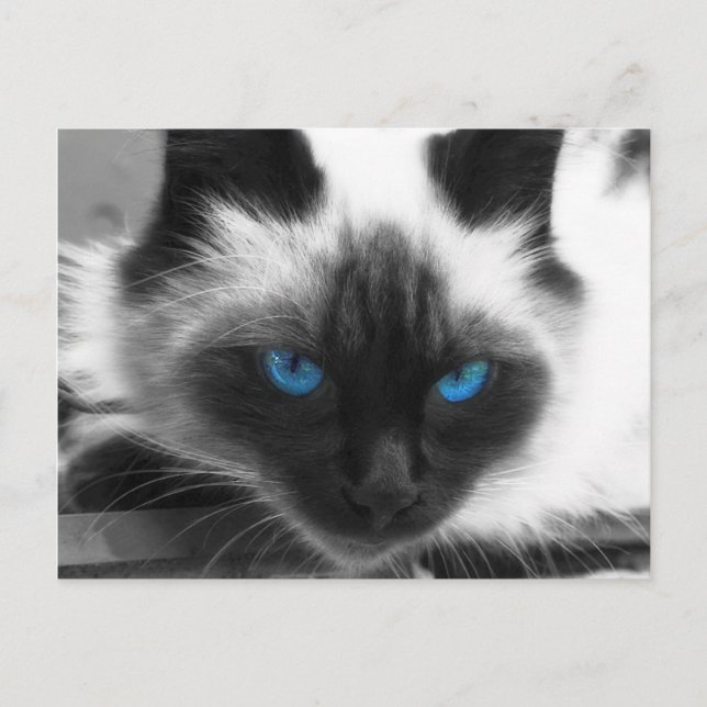 Siamese Cat Vykort (Framsida)