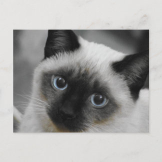 Siamese Cat Vykort
