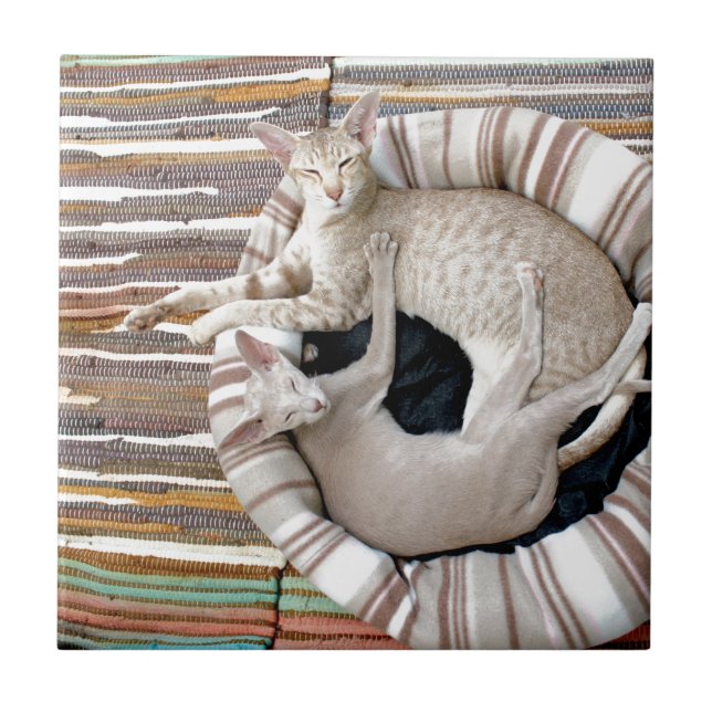Siamese Cats Just Chillin! Kakelplatta (Framsidan)