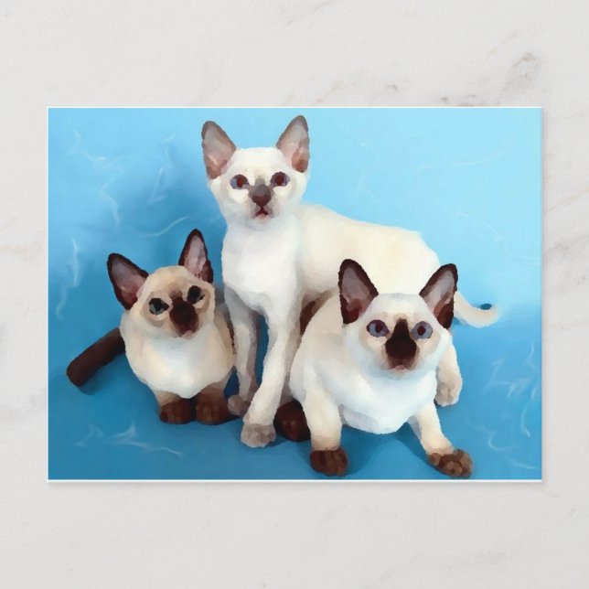 Siamese Cats Vykort (Framsida)