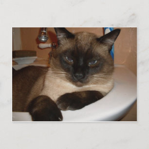 Siamese katt i diskbänk vykort
