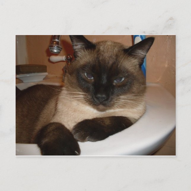 Siamese katt i diskbänk vykort (Framsida)