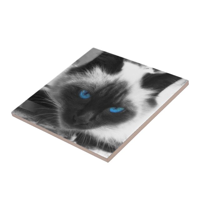Siamese katt kakelplatta (Sidan)