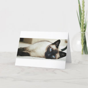 Siamese katt kort