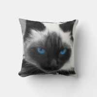Siamese katt