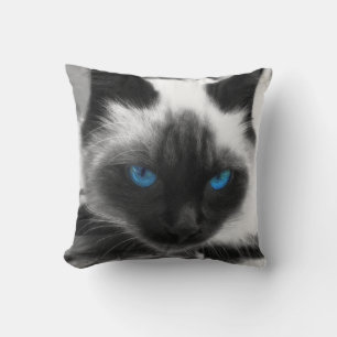Siamese katt kudde