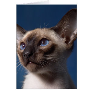 Siamese katt med blåttögon hälsningskort